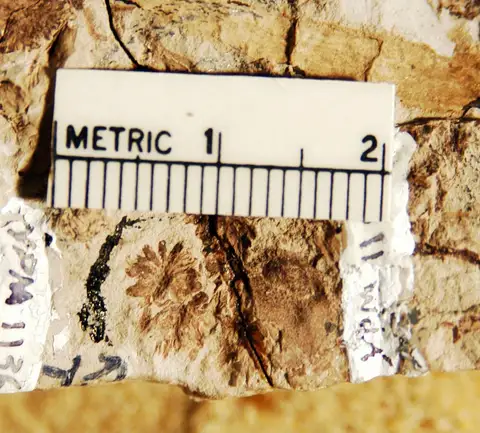 Dokumentasi YPM PB 001136 dengan identifikasi pada sumber Pteruchus rhaetica. Isi dan label gambar dipertahankan.
