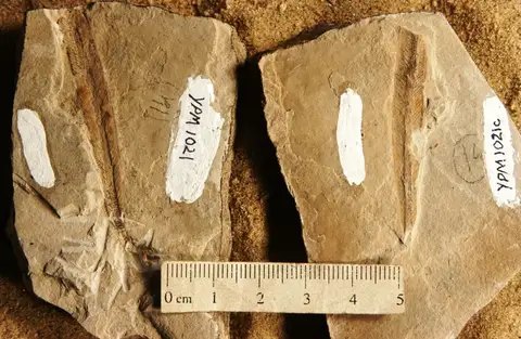 Dokumentasi YPM PB 001021 dengan identifikasi pada sumber Yabeiella spatulata. Isi dan label gambar dipertahankan.