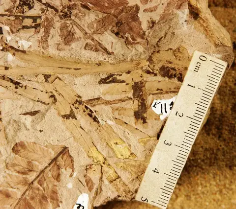 Dokumentasi YPM PB 001120 dengan identifikasi pada sumber Baierophyllites florinii. Isi dan label gambar dipertahankan.