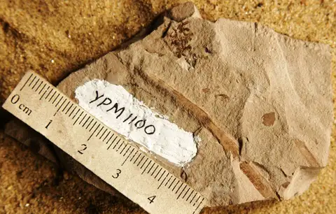 Dokumentasi YPM PB 001100 dengan identifikasi pada sumber Stachyopitys anthoides. Isi dan label gambar dipertahankan.