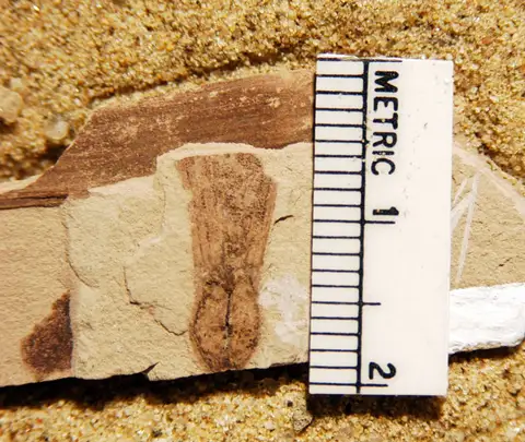 Dokumentasi YPM PB 001042 dengan identifikasi pada sumber Fraxinopsis major. Isi dan label gambar dipertahankan.