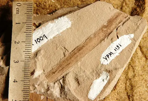 Dokumentasi YPM PB 001131 dengan identifikasi pada sumber Phoenicopsis elongatus. Isi dan label gambar dipertahankan.