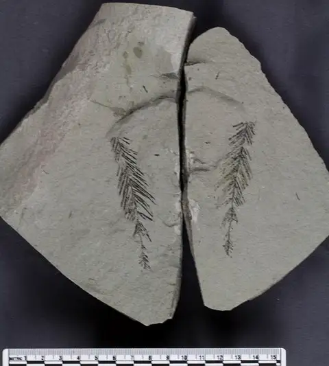 Dokumentasi USNM PAL617214 dengan identifikasi pada sumber Dinophyton spinosus. Isi dan label gambar dipertahankan.