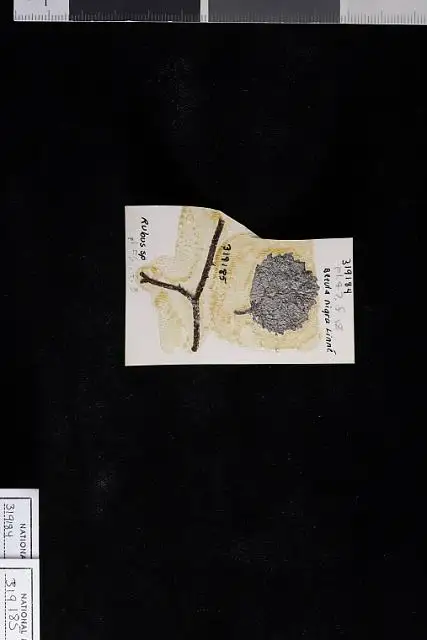 Dokumentasi USNM P31985 dengan identifikasi pada sumber Arberia minasica. Isi dan label gambar dipertahankan.