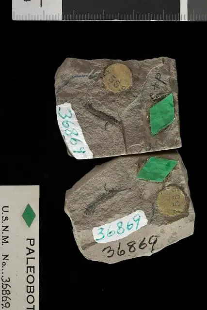 Dokumentasi USNM P36869 dengan identifikasi pada sumber Archaeomnium patens. Isi dan label gambar dipertahankan.