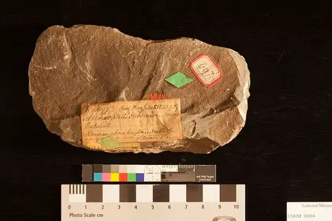 Dokumentasi USNM P16904 dengan identifikasi pada sumber Archaeopteris hibernica. Isi dan label gambar dipertahankan.