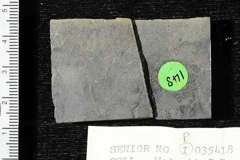 Dokumentasi USNM P35418 dengan identifikasi pada sumber Dalyia racemata. Isi dan label gambar dipertahankan.