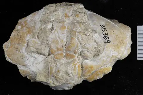 Dokumentasi YPM IP 055369 dengan identifikasi pada sumber Lobocarcinus paulinowurtembergensis. Isi dan label gambar dipertahankan.
