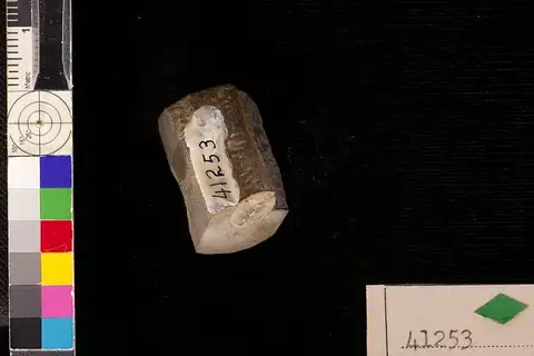 Dokumentasi USNM P41253 dengan identifikasi pada sumber Arnoldella minuta. Isi dan label gambar dipertahankan.