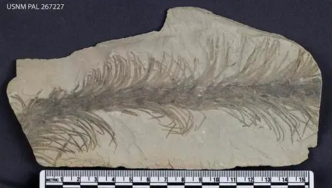 Dokumentasi USNM PAL267227 dengan identifikasi pada sumber Baragwanathia longifolia. Isi dan label gambar dipertahankan.