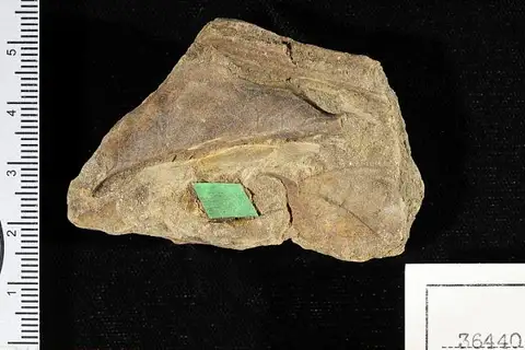 Dokumentasi USNM P36440 dengan identifikasi pada sumber Burserites venezuelana. Isi dan label gambar dipertahankan.