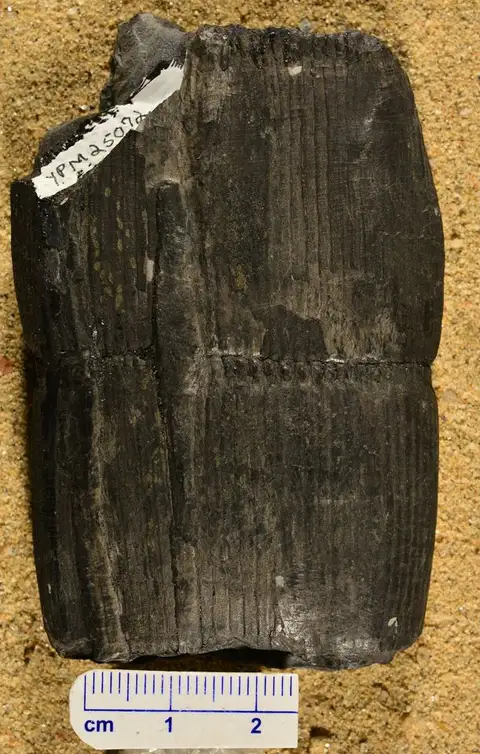Dokumentasi YPM PB 025072 dengan identifikasi pada sumber Calamites cannaeformis. Isi dan label gambar dipertahankan.