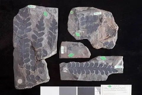 Dokumentasi USNM P3589 dengan identifikasi pada sumber Callipteridium sullivanti. Isi dan label gambar dipertahankan.