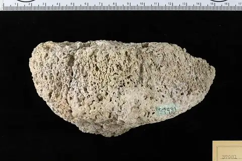 Dokumentasi USNM P37981 dengan identifikasi pada sumber Chlorellopsis coloniata. Isi dan label gambar dipertahankan.