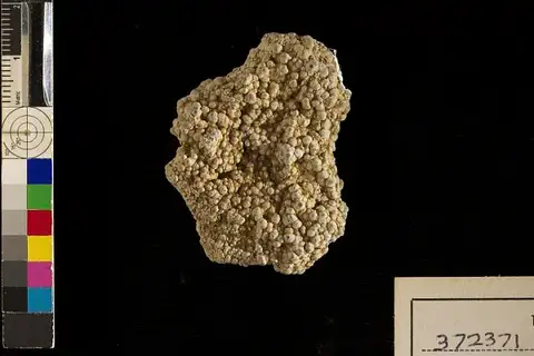 Dokumentasi USNM PAL372371 dengan identifikasi pada sumber Chlorotylites berryi. Isi dan label gambar dipertahankan.