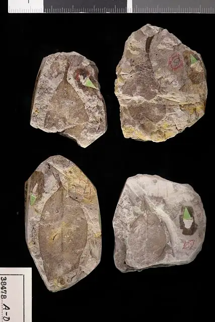 Dokumentasi USNM P38478A dengan identifikasi pada sumber Citrophyllum aligerum. Isi dan label gambar dipertahankan.