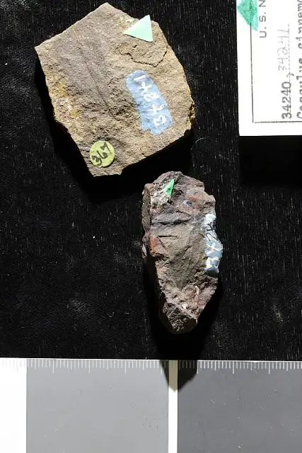 Dokumentasi USNM P34240 dengan identifikasi pada sumber Cocculus cinnamomeus. Isi dan label gambar dipertahankan.