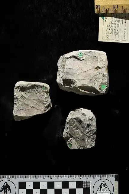Dokumentasi USNM P38497 dengan identifikasi pada sumber Cornophyllum vetustum. Isi dan label gambar dipertahankan.