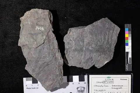Dokumentasi USNM PAL312590 dengan identifikasi pada sumber Ctenophyllum braunianum. Isi dan label gambar dipertahankan.