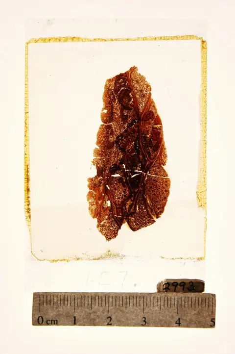 Dokumentasi YPM PB 002993 dengan identifikasi pada sumber Cycadella reedii. Isi dan label gambar dipertahankan.