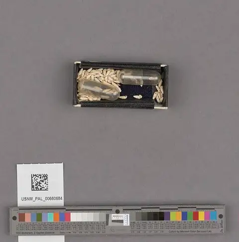 Dokumentasi USNM PAL660684 dengan identifikasi pada sumber Rissoina kelseyi. Isi dan label gambar dipertahankan.