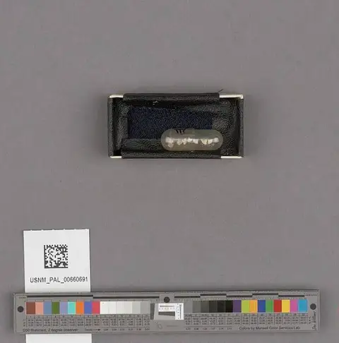 Dokumentasi USNM PAL660691 dengan identifikasi pada sumber Puncturella delosi. Isi dan label gambar dipertahankan.