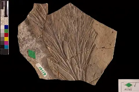 Dokumentasi USNM P41141 dengan identifikasi pada sumber Dichophyllum moorei. Isi dan label gambar dipertahankan.