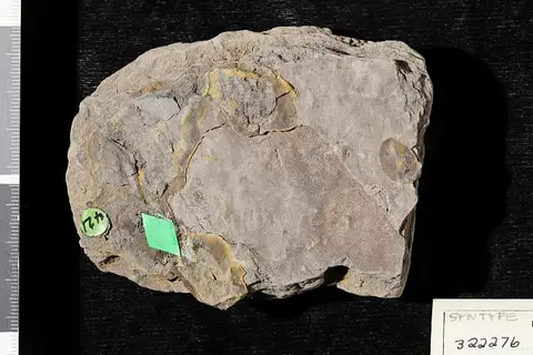 Dokumentasi USNM PAL322276 dengan identifikasi pada sumber Doryanthites cretacea. Isi dan label gambar dipertahankan.