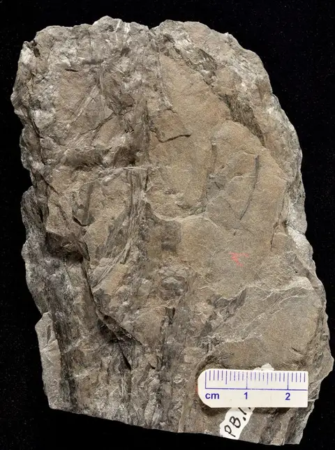 Dokumentasi YPM PB 173419 dengan identifikasi pada sumber Drepanophycus spinaeformis. Isi dan label gambar dipertahankan.