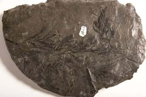 Dokumentasi YPM PB 000085 dengan identifikasi pada sumber Eremopteris artemisiaefolia. Isi dan label gambar dipertahankan.