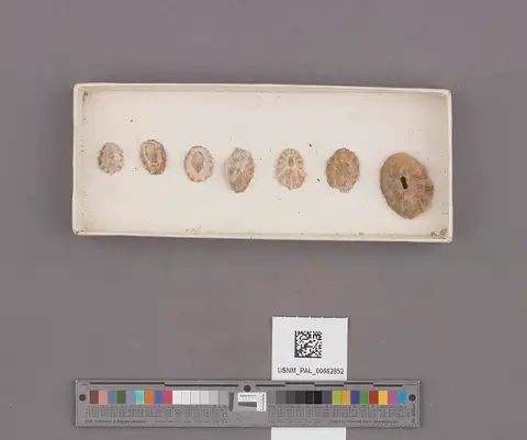 Dokumentasi USNM PAL662852 dengan identifikasi pada sumber Lottia scabra. Isi dan label gambar dipertahankan.