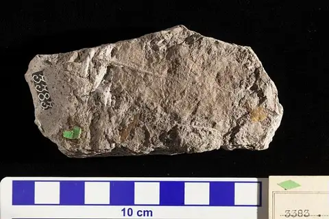 Dokumentasi USNM P3383 dengan identifikasi pada sumber Sapindopsis cordata. Isi dan label gambar dipertahankan.