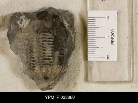 Dokumentasi YPM IP 033860 dengan identifikasi pada sumber Basidechenella arkonensis. Isi dan label gambar dipertahankan.