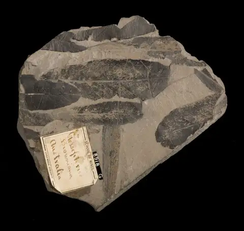 Dokumentasi YPM PB 008007 dengan identifikasi pada sumber Glossopteris browniana. Isi dan label gambar dipertahankan.
