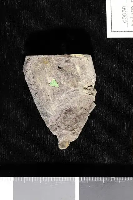 Dokumentasi USNM P40058 dengan identifikasi pada sumber Hedera primordialis. Isi dan label gambar dipertahankan.