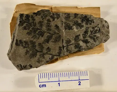 Dokumentasi YPM PB 023191 dengan identifikasi pada sumber Hymenophyllites alatus. Isi dan label gambar dipertahankan.