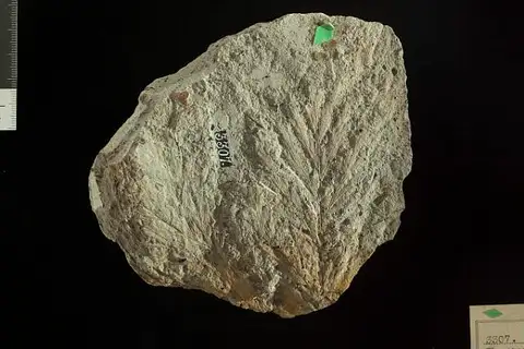 Dokumentasi USNM P3307 dengan identifikasi pada sumber Thyrsopteris insignis. Isi dan label gambar dipertahankan.