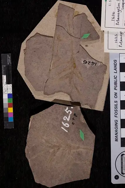 Dokumentasi USNM P1626 dengan identifikasi pada sumber Lacoea seriata. Isi dan label gambar dipertahankan. Foto bersama; identifikasi material mengikuti asosiasi katalog.