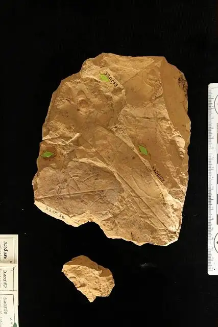 Dokumentasi USNM PAL320558 dengan identifikasi pada sumber Lecythidoanthus kugleri. Isi dan label gambar dipertahankan.