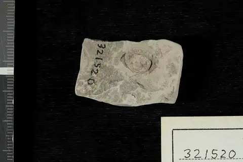 Dokumentasi USNM PAL321520 dengan identifikasi pada sumber Leguminosites subovatus. Isi dan label gambar dipertahankan.
