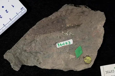 Dokumentasi USNM P36483 dengan identifikasi pada sumber Leptophloeum rhombicum. Isi dan label gambar dipertahankan.