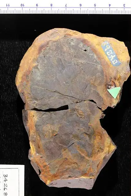 Dokumentasi USNM P34268 dengan identifikasi pada sumber Liriodendropsis simplex. Isi dan label gambar dipertahankan.