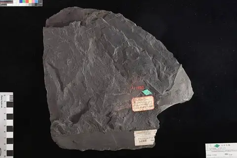Dokumentasi USNM P17729 dengan identifikasi pada sumber Macrostachya infundibuliformis. Isi dan label gambar dipertahankan.