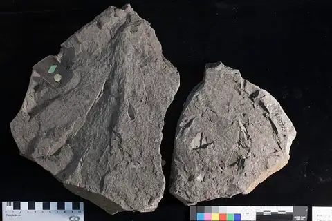 Dokumentasi USNM P40072A dengan identifikasi pada sumber Manihotites georgiana. Isi dan label gambar dipertahankan.