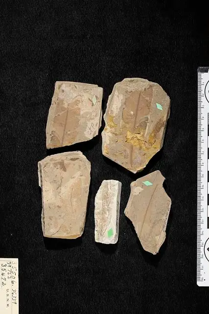 Dokumentasi USNM P35506 dengan identifikasi pada sumber Meniphylloides ettingshauseni. Isi dan label gambar dipertahankan.
