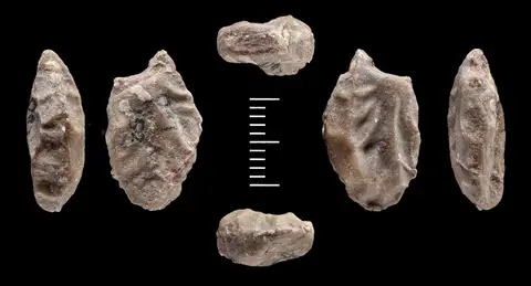 Dokumentasi PB V 33753 dengan identifikasi pada sumber Menispermicarpum crenulatum. Isi dan label gambar dipertahankan.