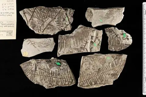 Dokumentasi USNM P35215 dengan identifikasi pada sumber Microtaenia variabilis. Isi dan label gambar dipertahankan.