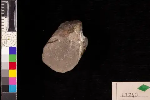 Dokumentasi USNM P41240 dengan identifikasi pada sumber Microzygia lacunosa. Isi dan label gambar dipertahankan.