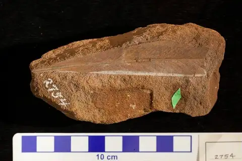 Dokumentasi USNM P2754 dengan identifikasi pada sumber Myrtophyllum warderi. Isi dan label gambar dipertahankan.