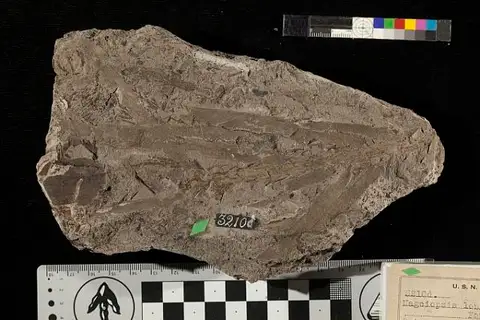 Dokumentasi USNM P3210D dengan identifikasi pada sumber Nageiopsis longifolia. Isi dan label gambar dipertahankan.